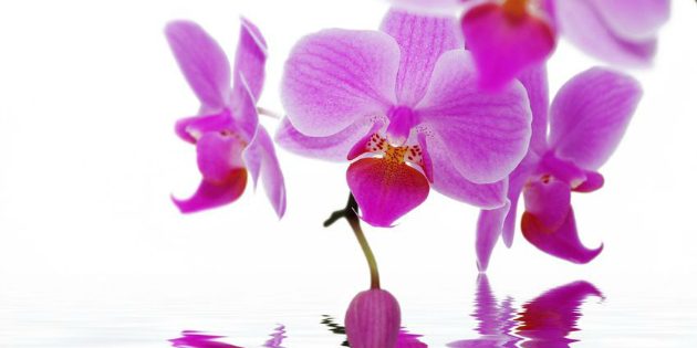 Radiant-Orchid-2014-Color-of-the-Year